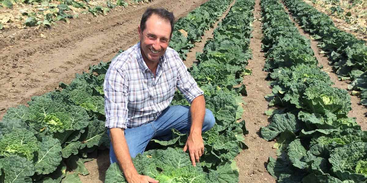 Syngenta rivoluziona il mondo delle brassiche 